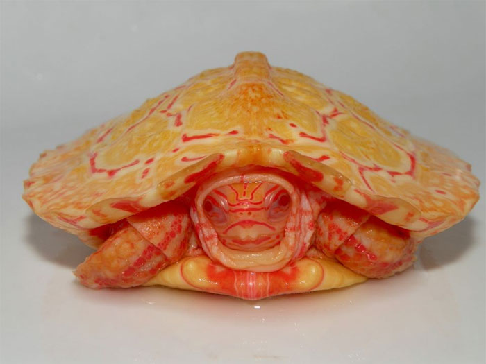 Rare Albino Turtles