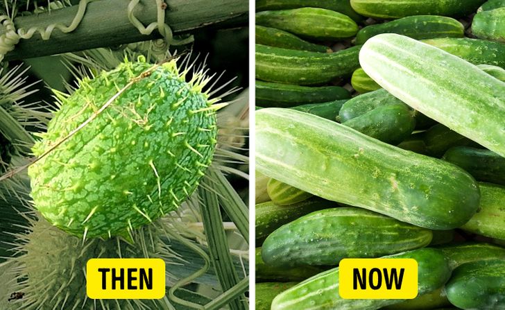 13 Unique Foods We Know Now Once Looked Very Different