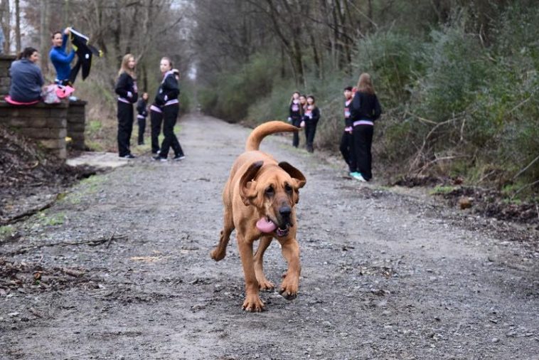 Dog Win a Medal in the Marathon While being let out to pee 